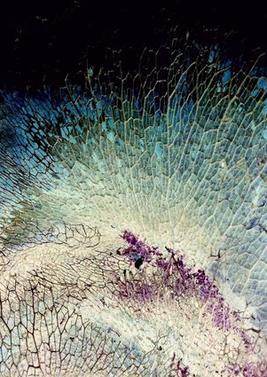 Nature's Design 3, Negative digital photograph. © 2013 Nadine Belkaroui, all rights reserved