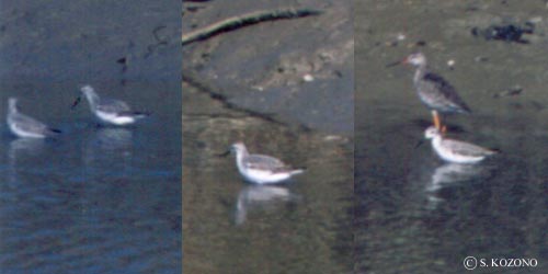Willson_s_Phalarope19961922KOREA