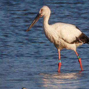 Banded Oriental Storks in Suncheon (and beyond)
