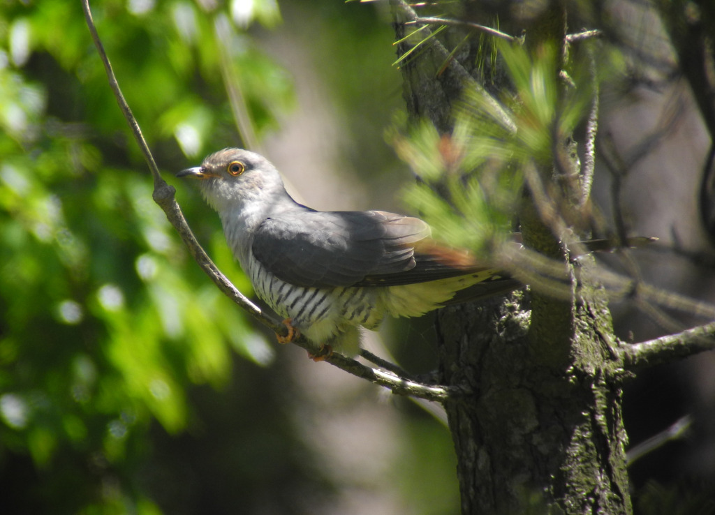 3_presBarkingCuckoo_May26_2014_RS1