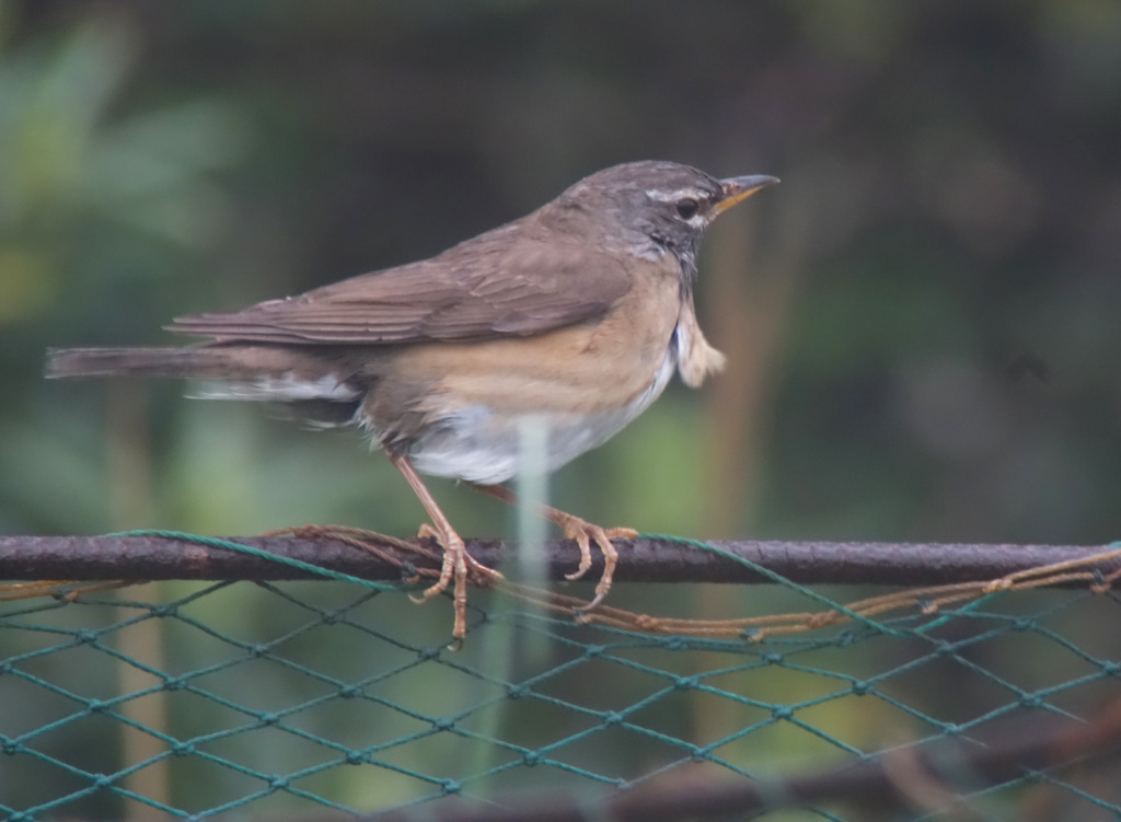 Eye-browedThrush_Eocheong_NM_May32015_RS