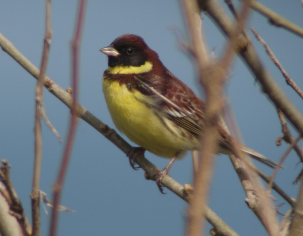nominateYellowbreastedbunting_may10_RS2