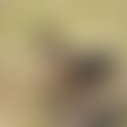 Geese in Siam-Ri, October 9, 2024