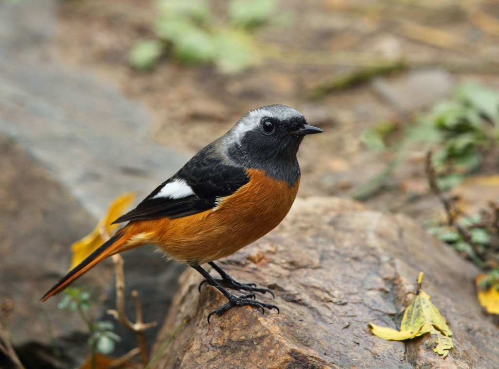 smaller daurian redstart AP9F9246