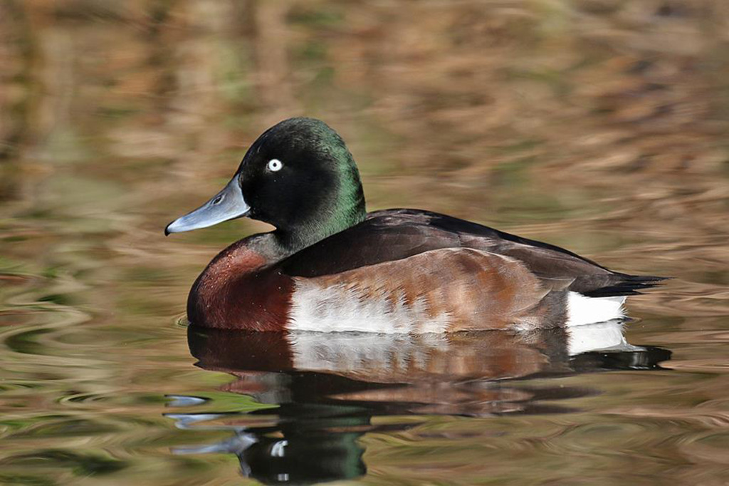 Martin Mere 1-2015rs