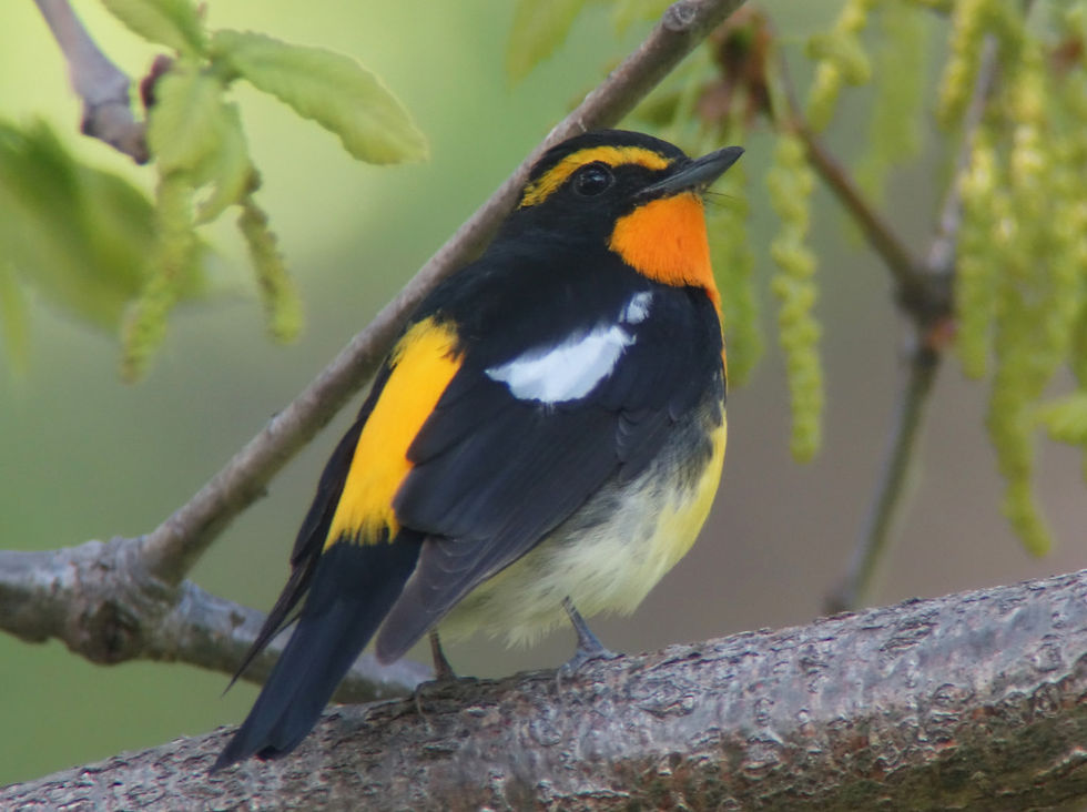 Narcissus Flycatcher Ficedula narcissina © Nial Moores