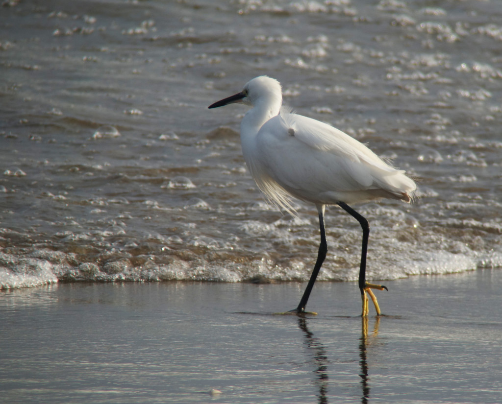 littleegret_nov15a_Guyrongpo_RS_NM