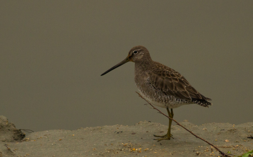 LongBilledDowitcher_02_SC (1 of 1)