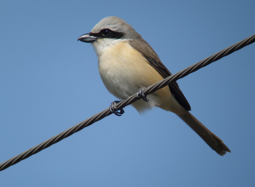 4._lucionensis_May15_2015_RS3