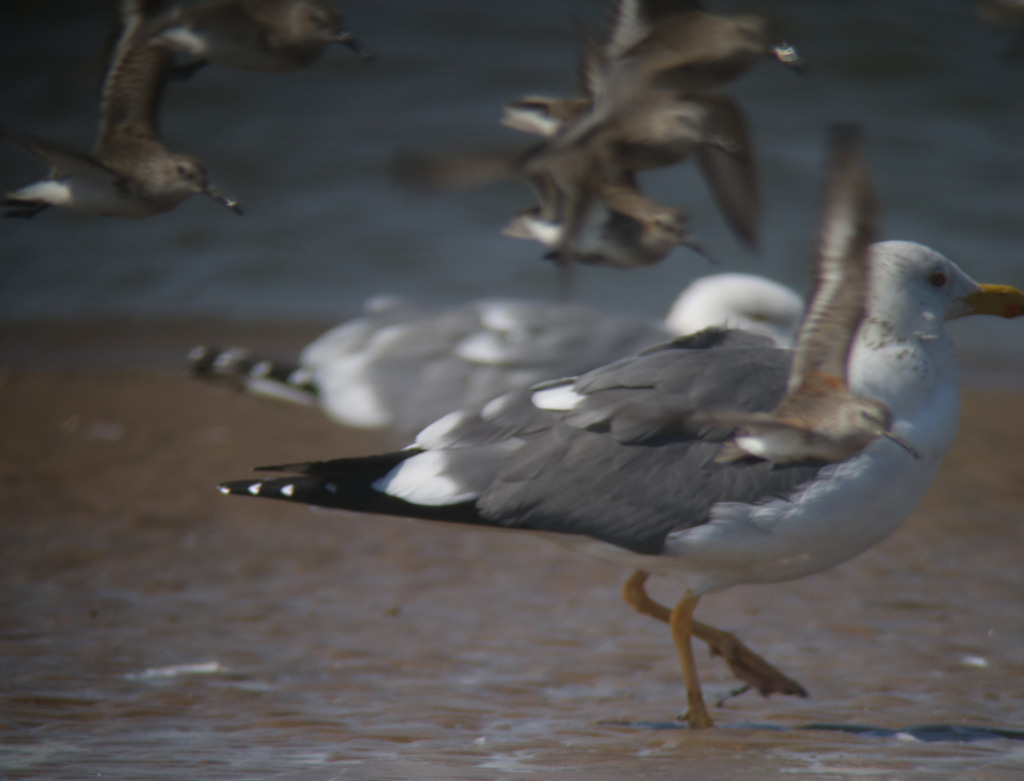 darksaddledgull_legs-RS