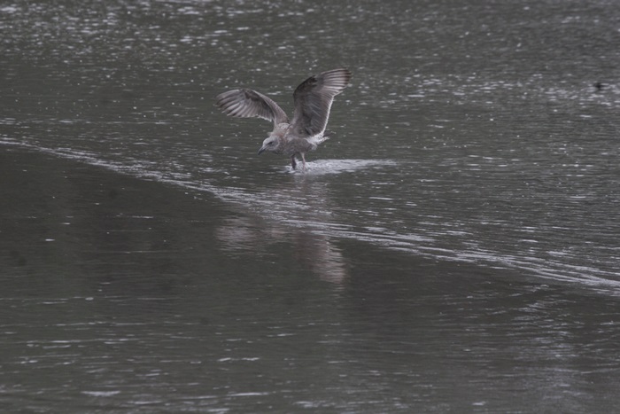 westerngullunderwing_1534_PPreduced