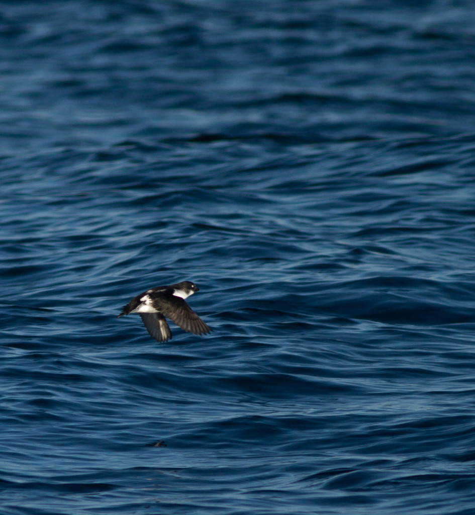 RS-LeastAuklet_03 (1 of 1)-schakladar
