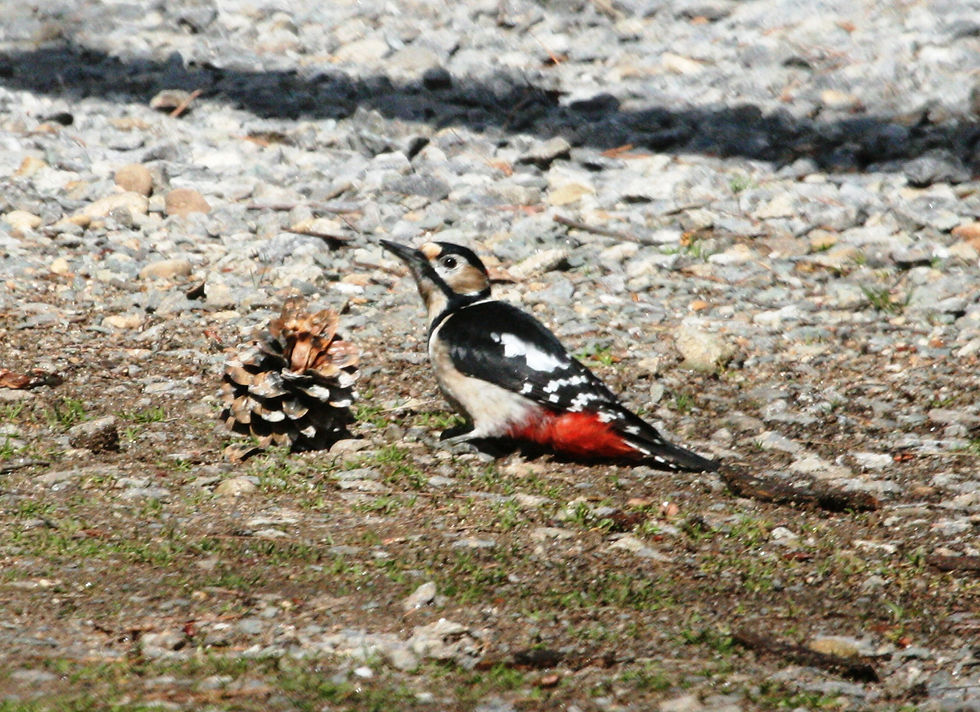 Great Spotted Woodpecker Dedrocopos major © Matt Poll
