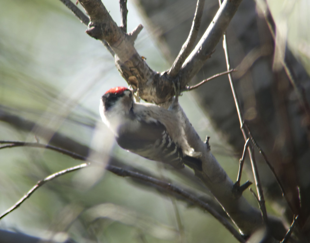 RS-LSW2_russia sep 2015 333