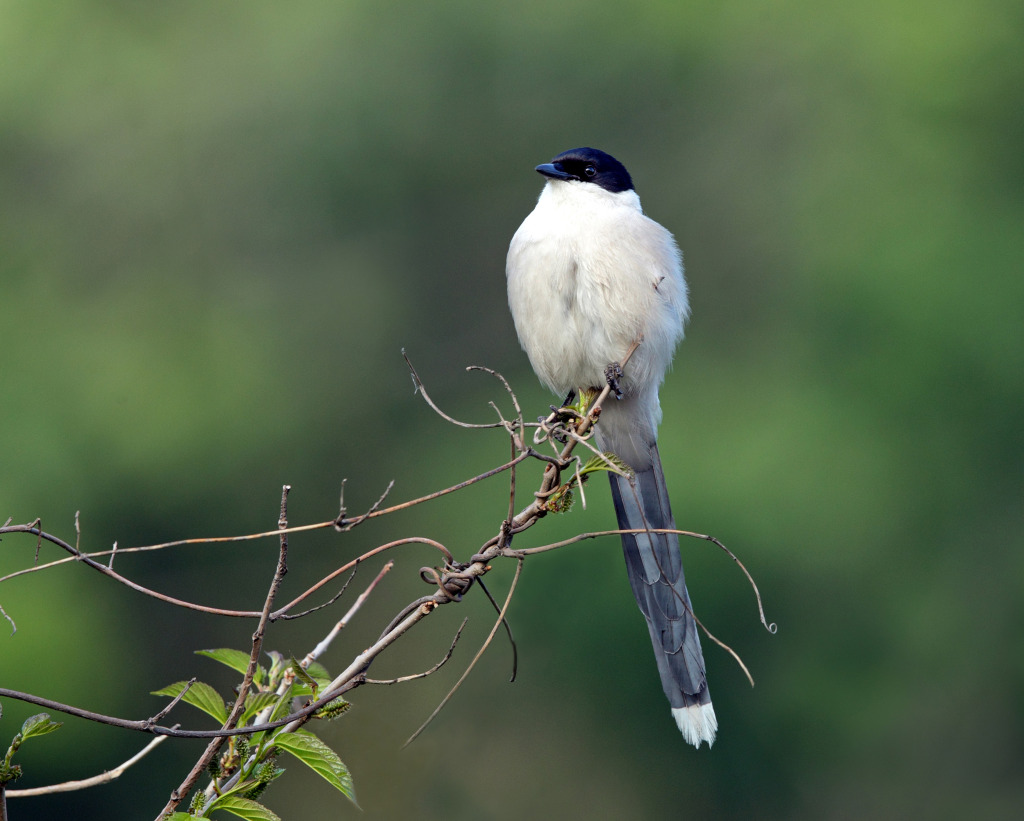 smaller azure winged magpie AP9F8939