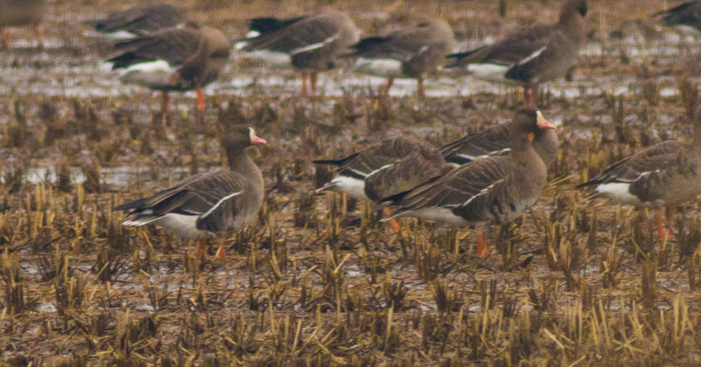 LesserWhiteFrontedGoose_SC (1 of 1)