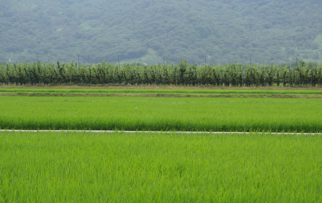 field_hadong_july2015_RS2