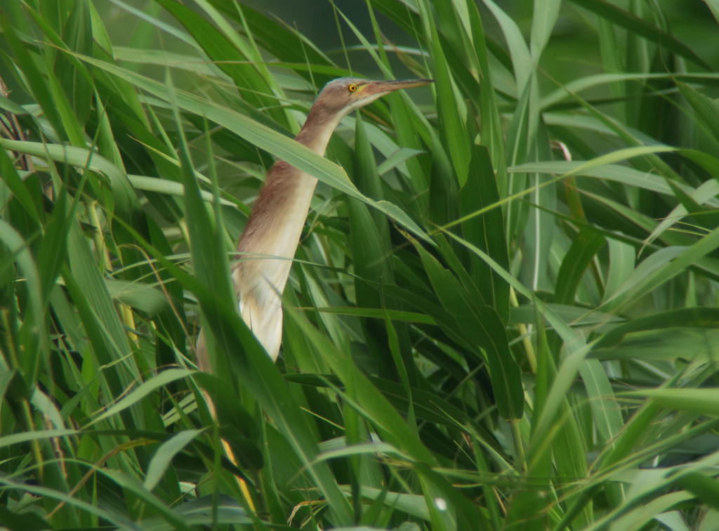 yellowbittern_suncheon_july18_NM-RS