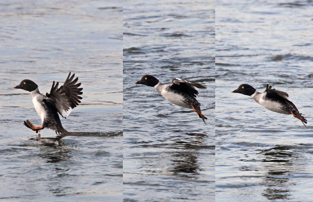 medium triptych goldeneye AP9F9935