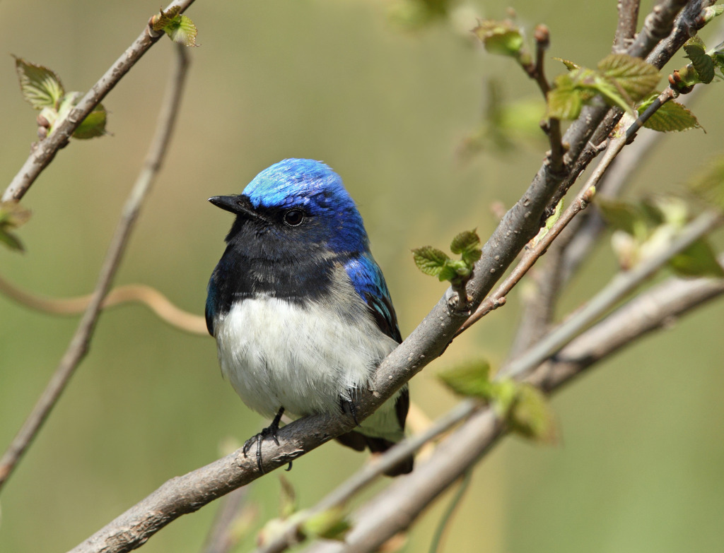 rdc blue n white AP9F8429