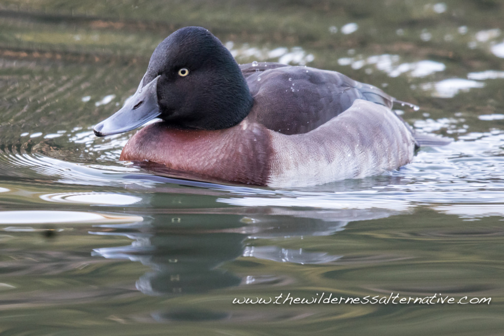 Yann-Muzika_rare-duck-5RS