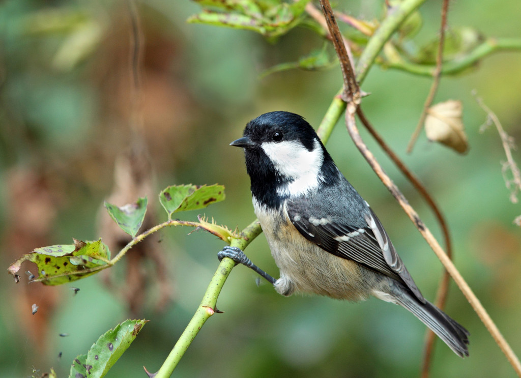 rdc coal tit AP9F9736