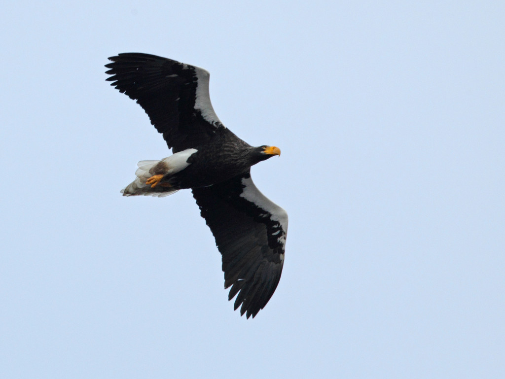 steller'ssea eagle AP9F9884