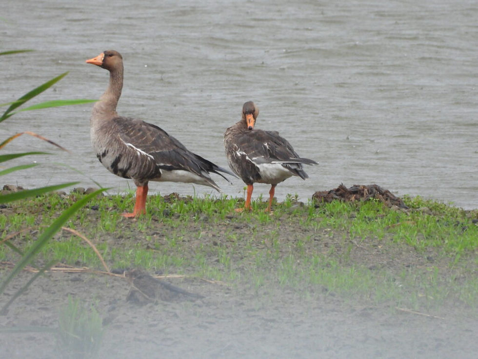Summer Geese in Cheolwon (Friday, June 20, 2025)