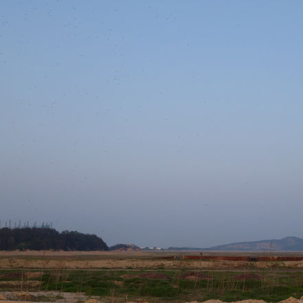 Birds Korea Birdathon 2015: Team Moores-Loghry-Choi