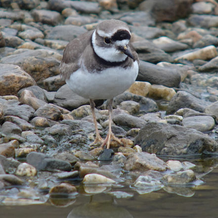 Yeoncheon Imjin River Biosphere Reserve: Long-billed Plover Survey (March 28th-April 3rd)