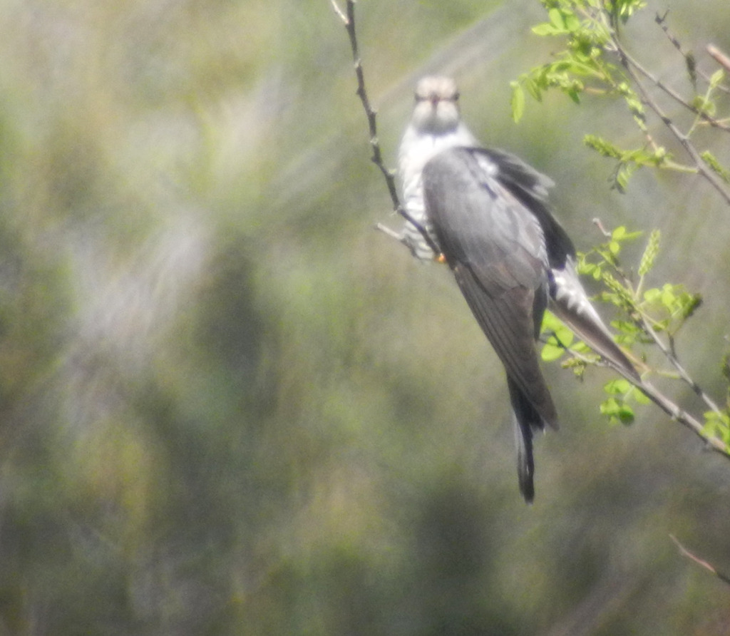 8-barkingcuckooinsong_May28_2014_RS3_DSCN2176