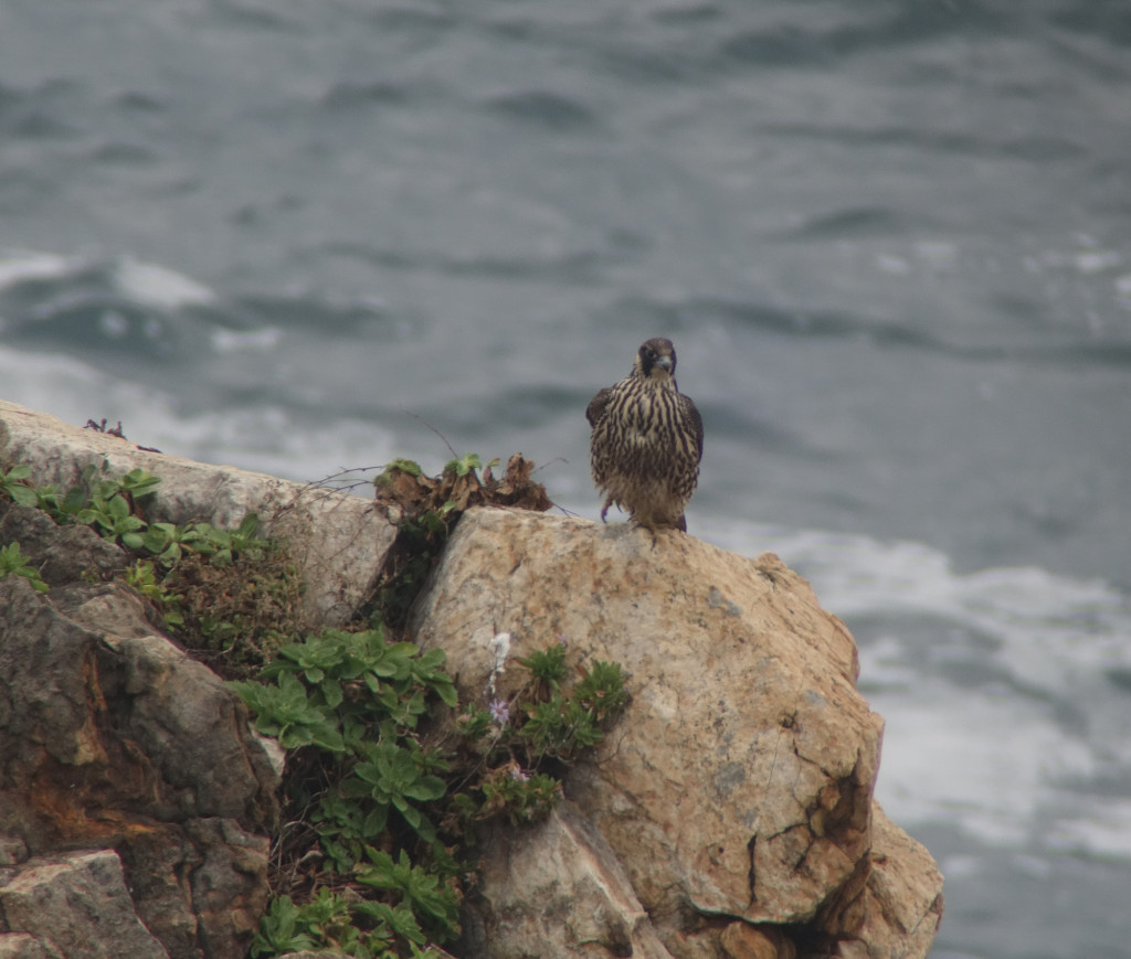 nov13_jivperegrine_Rs