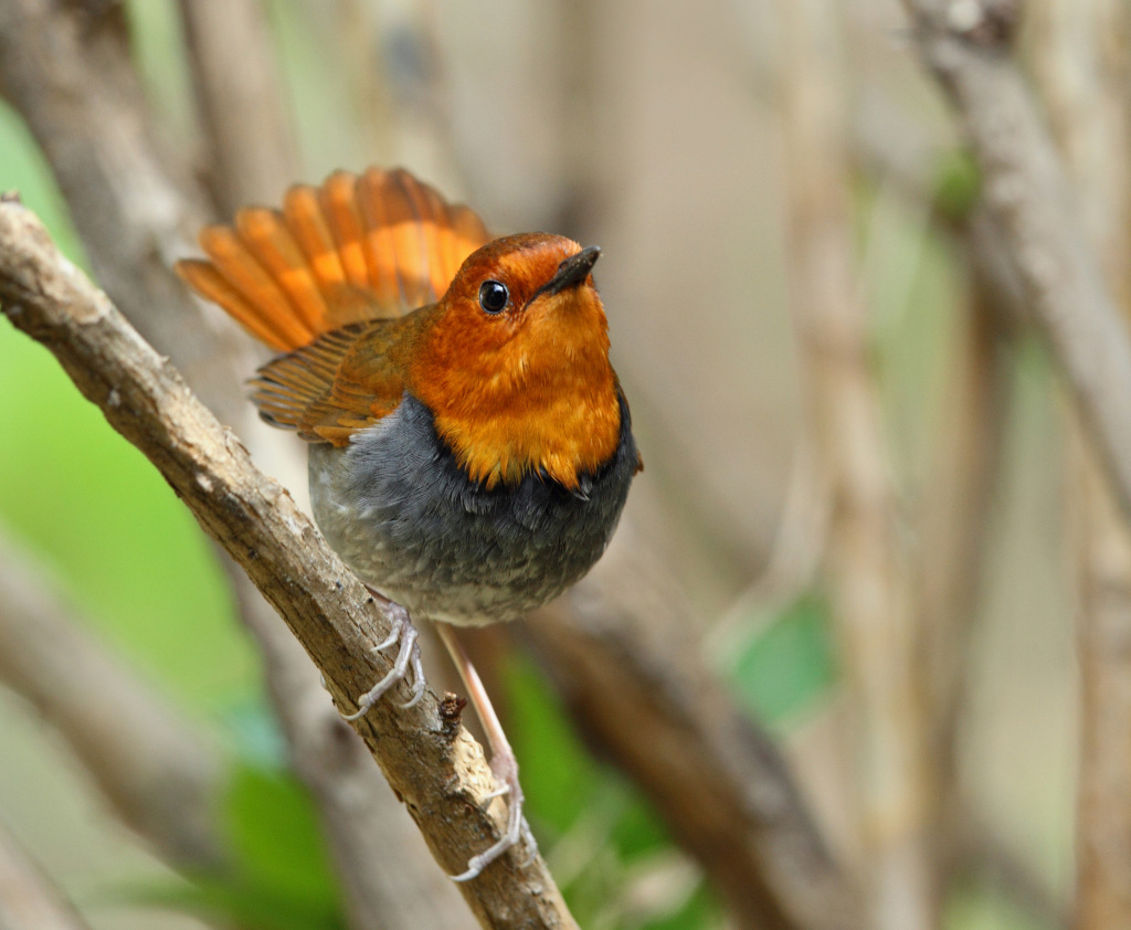 fantail robin AP9F8738