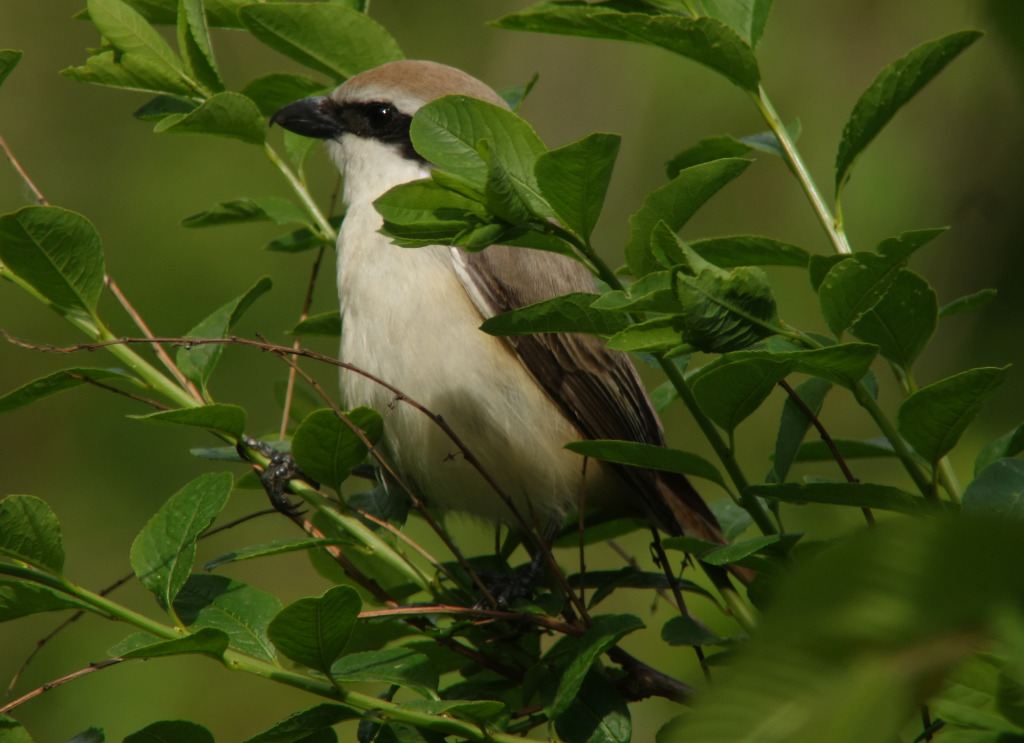 9.confusus_May21 2015_RS7