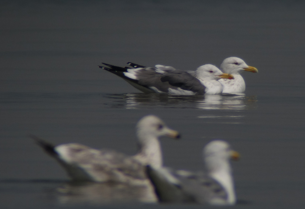 darksaddledgull2-onwater_RS