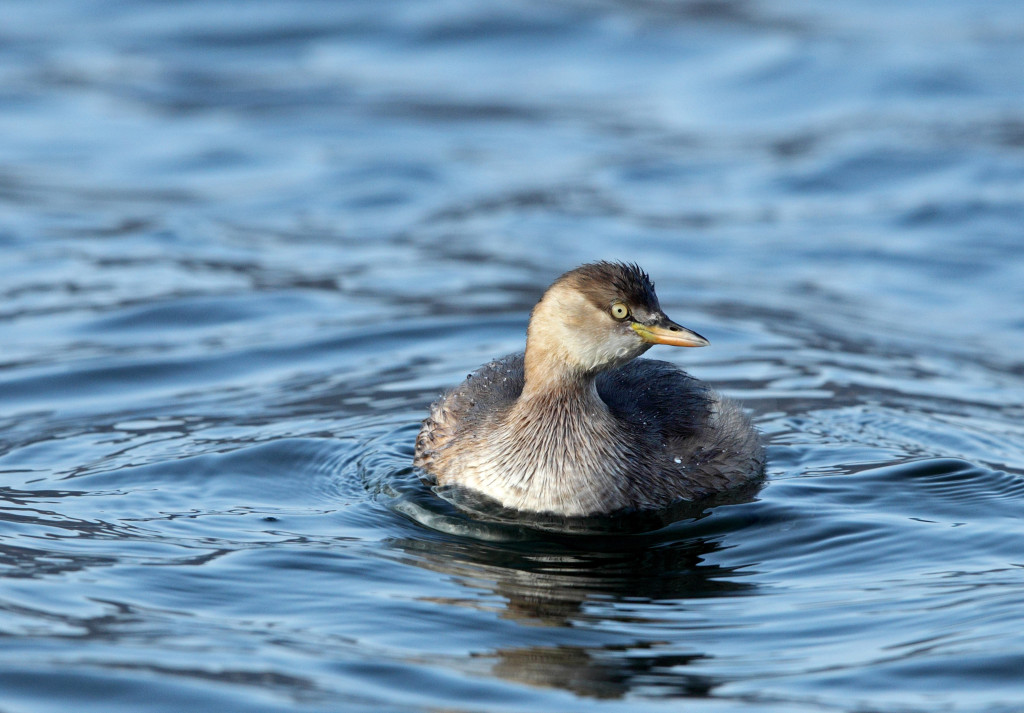little grebe AP9F1347