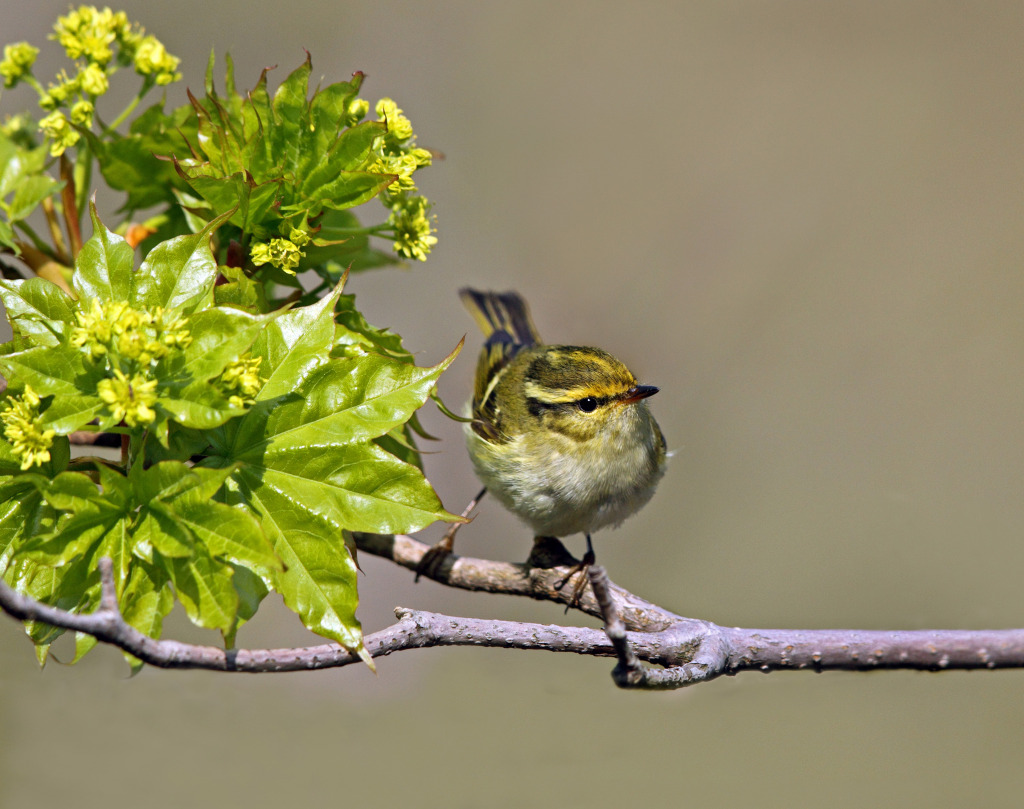 redc p leaf AP9F9900