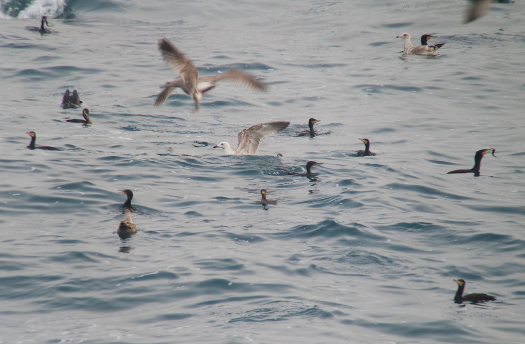 td-greatcorandonemonggull_nov21_1