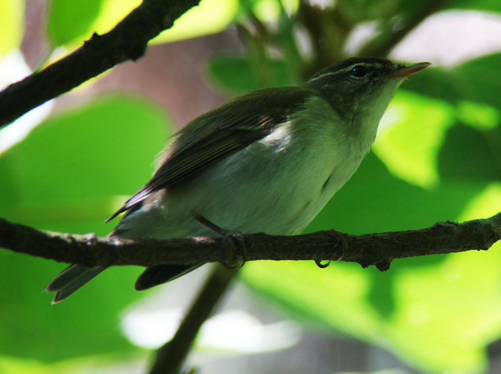 kamchatkaLeafWarbler_RS2_June3