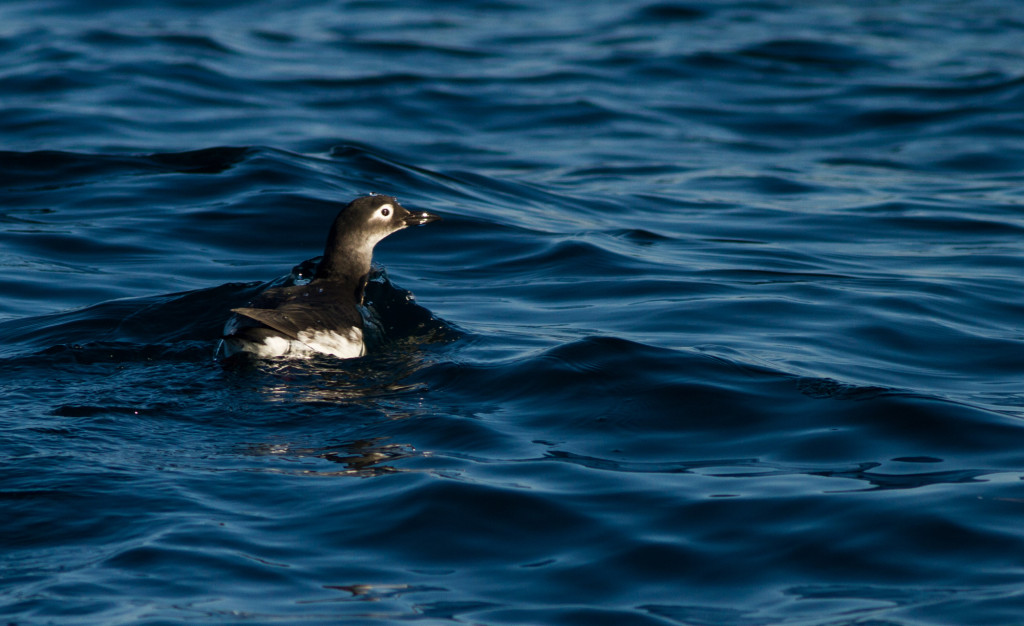 RS-SpectacledGuillemot_03 (1 of 1)-schakladar