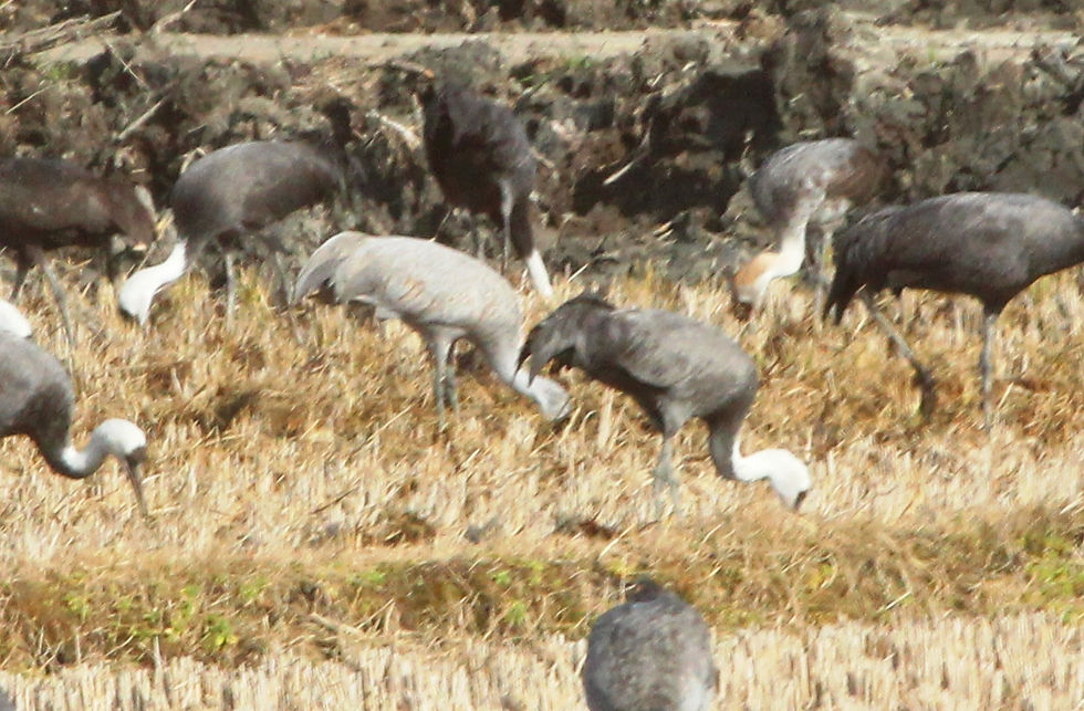 Sandhill Crane Grus canadensis with Hooded Crane Grus monacha © Matt Poll