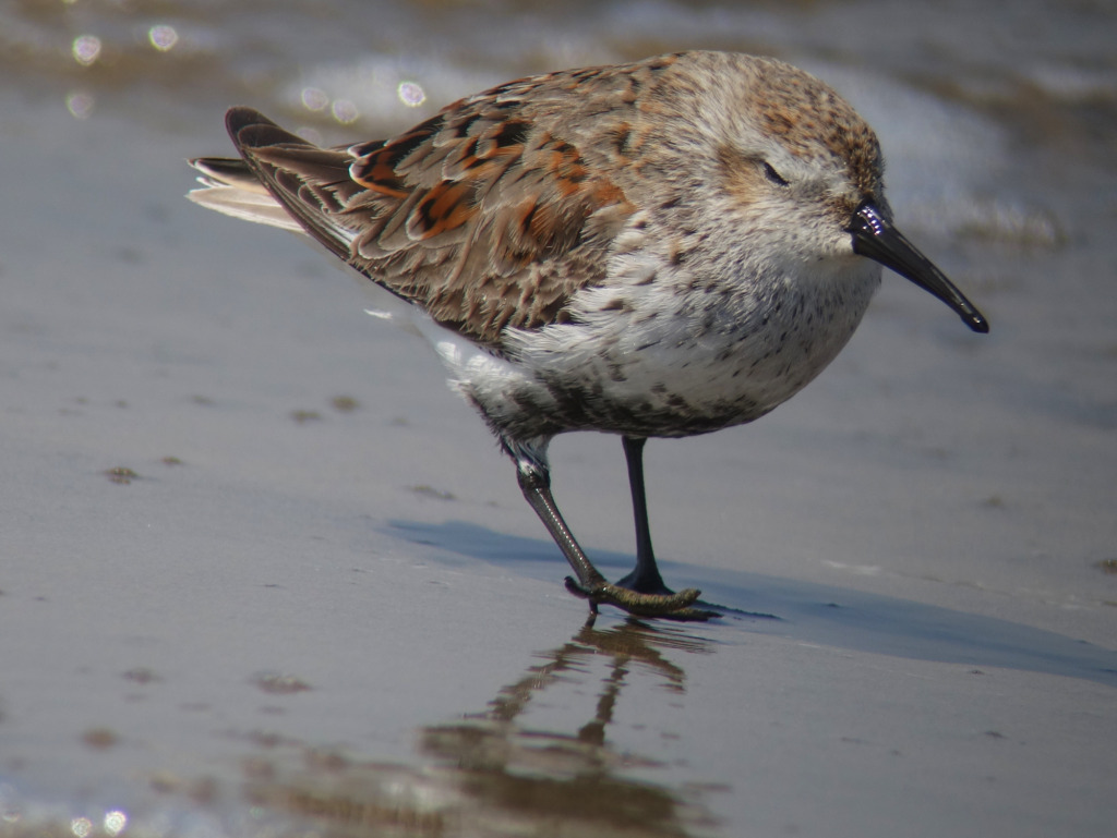 Dunlin8_RS