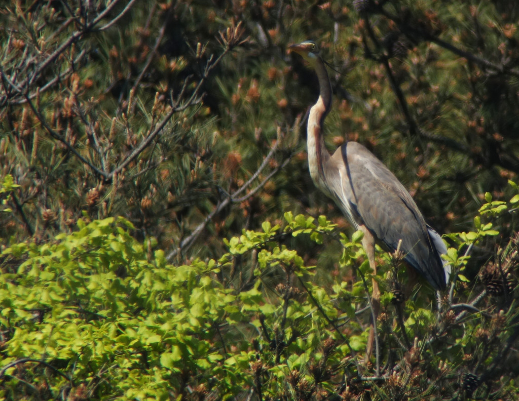 purpleheron_May20_RS2