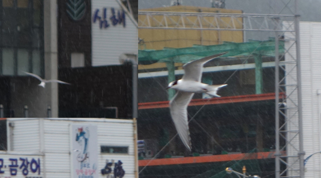 interestingtern_withinset_RS1