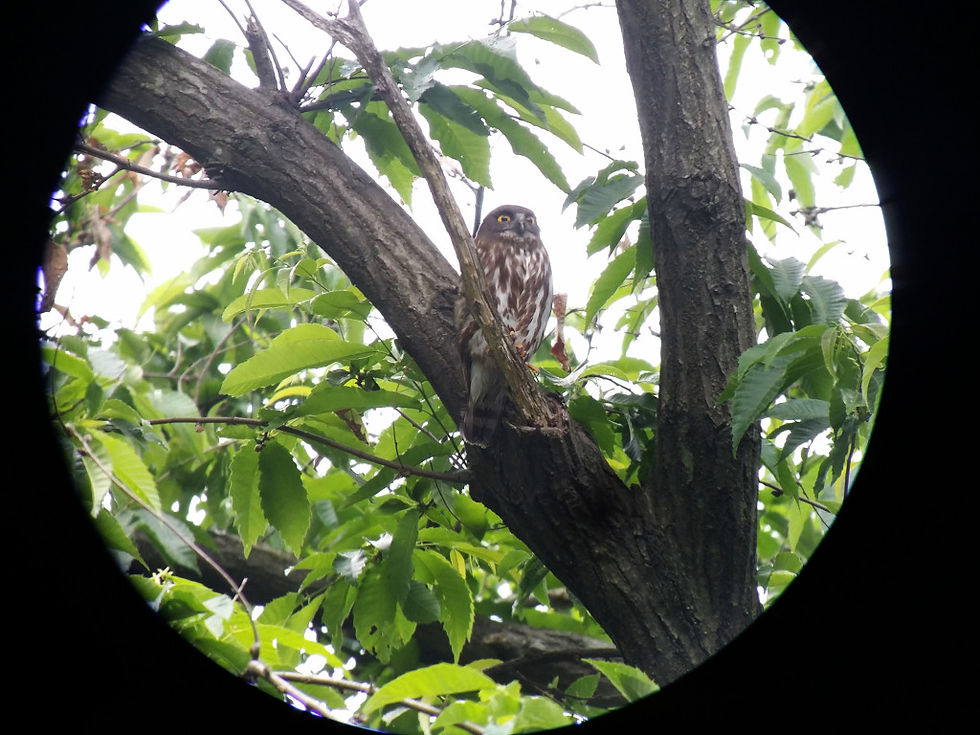 사람들을 굽어보는 솔부엉이