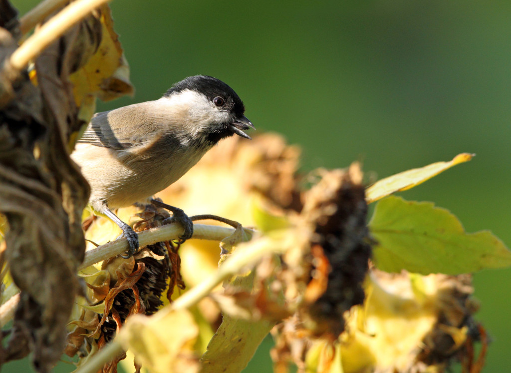 rdc marsh tit AP9F9987