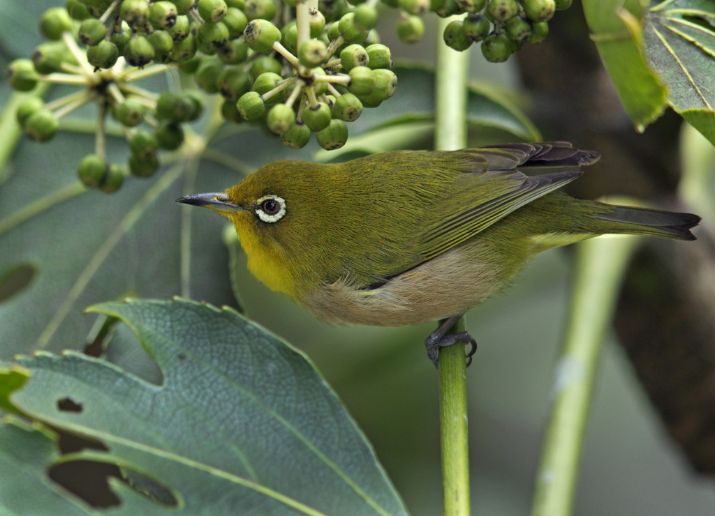 white-eye AP9F8678
