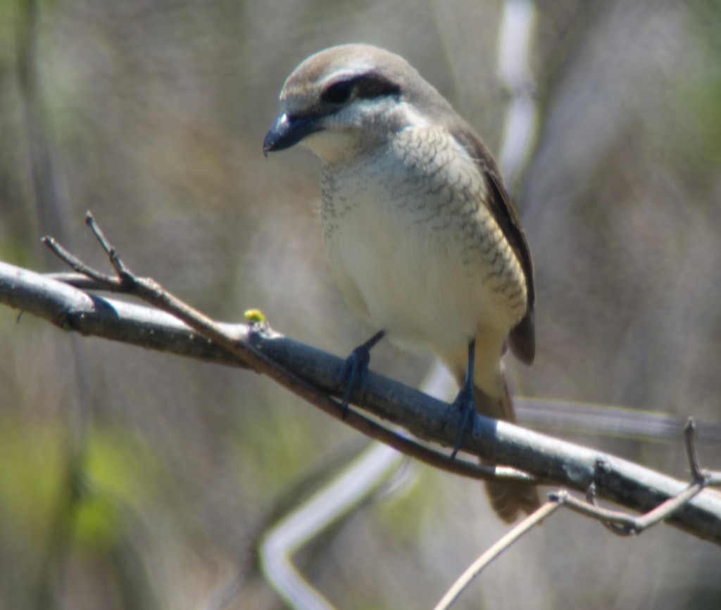 12_femconfususorphoeni_may20_2015_RS