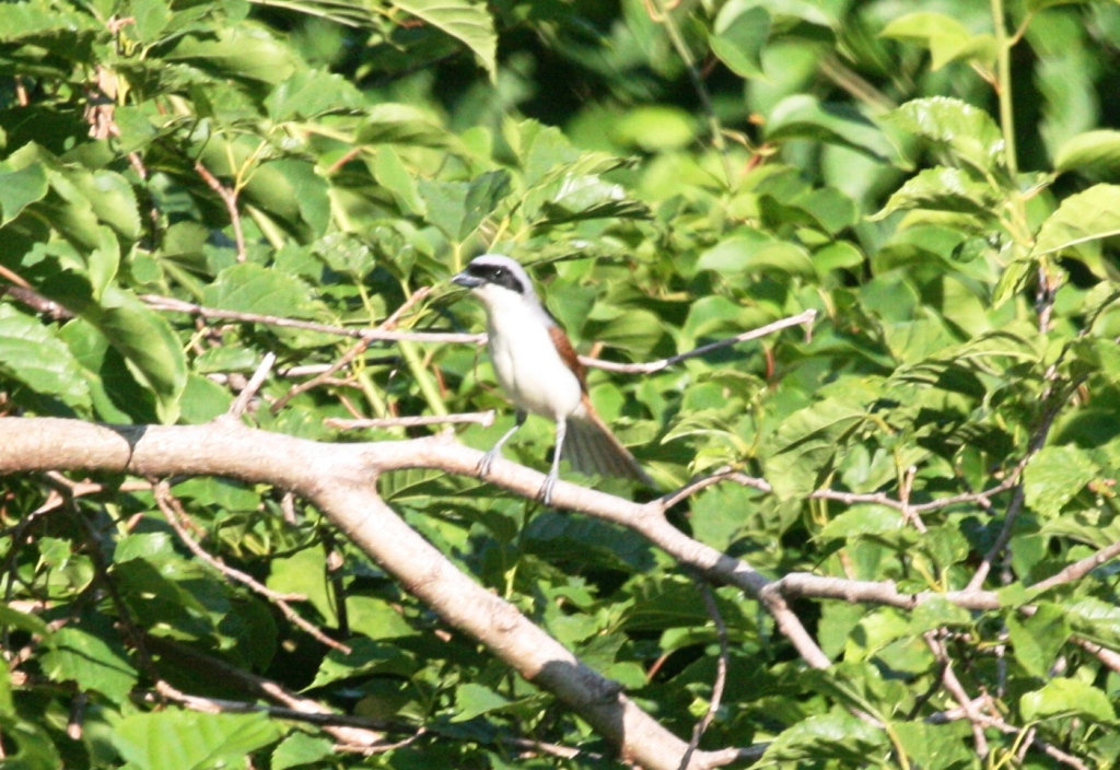 tshrike