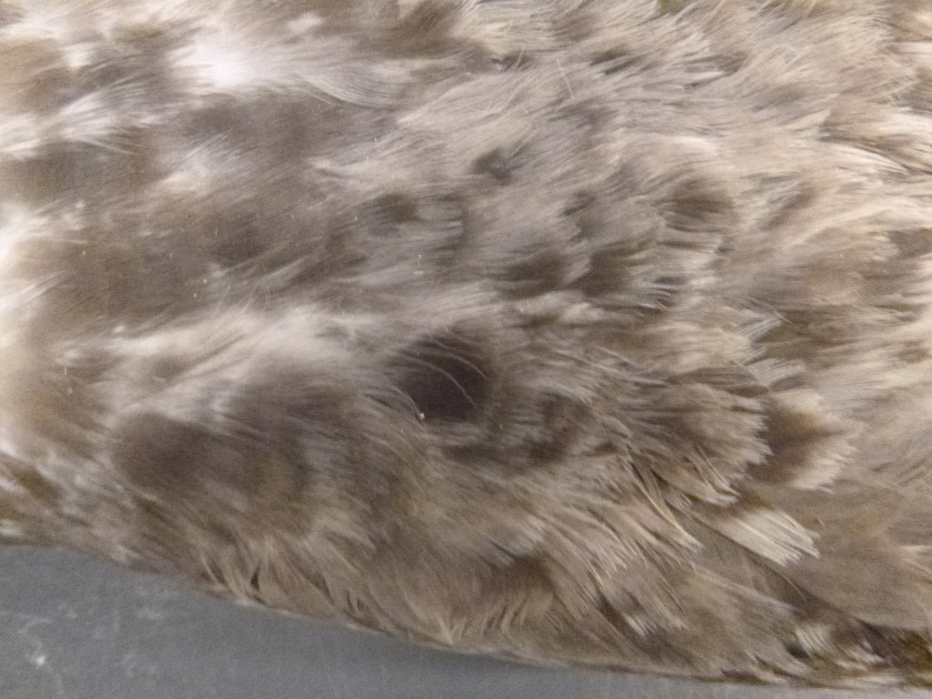 CAS20736-5Dec1919-2pp